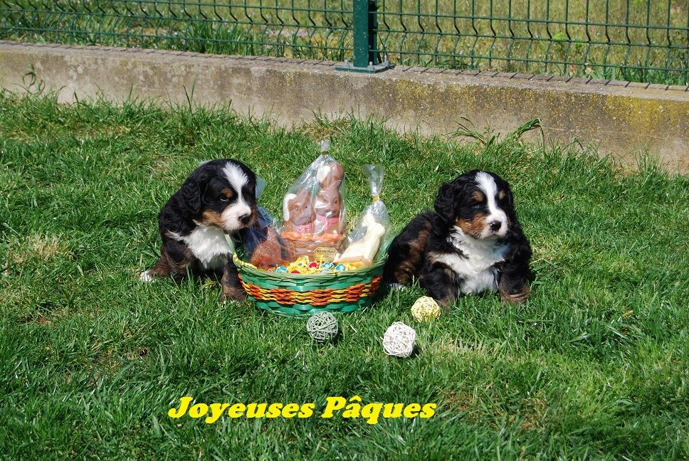 Du vol  des alouettes - Joyeuses Pâques