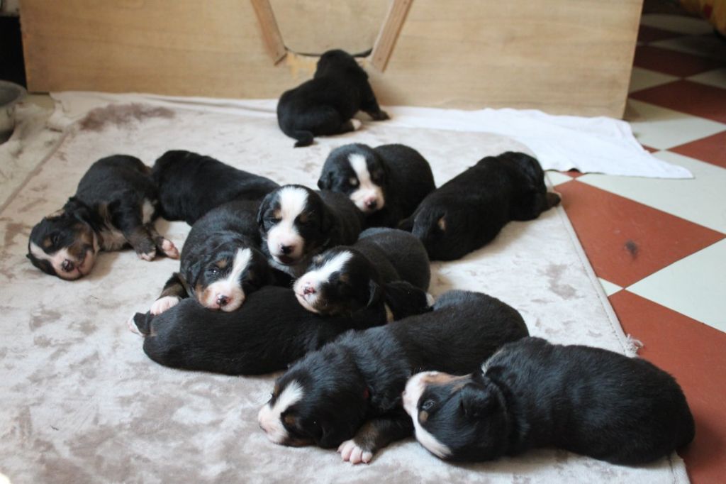 Du vol  des alouettes - Nouvelles photos des bébés 