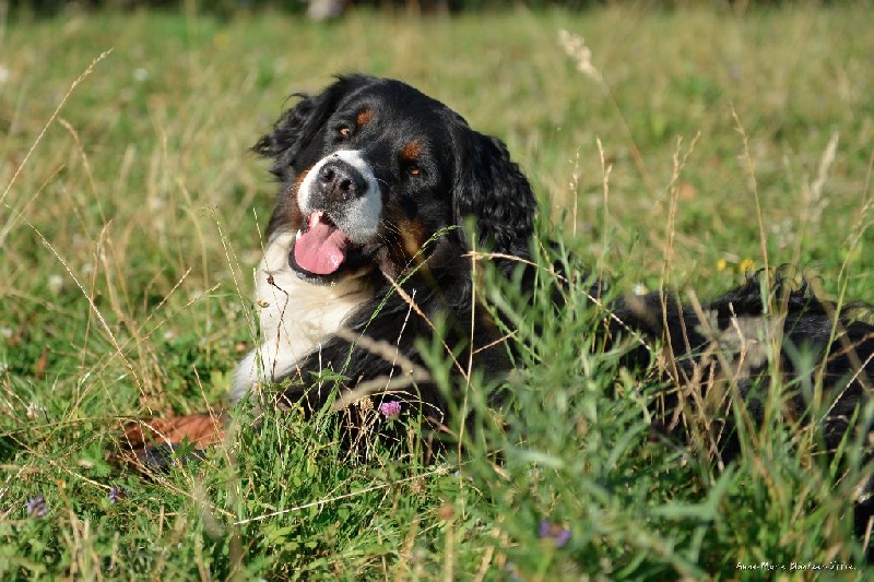 Hisia Du vol  des alouettes