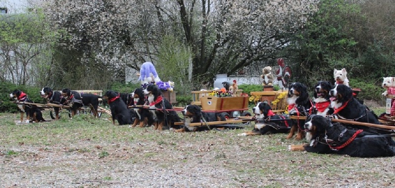 Présentation de Charrettes à Offenburg le 15.03.14.